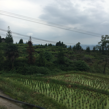 宅基地-农房出租