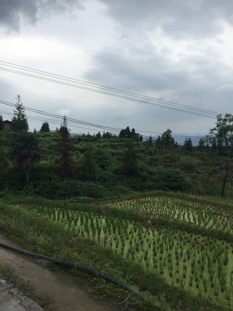 宅基地-农房出租