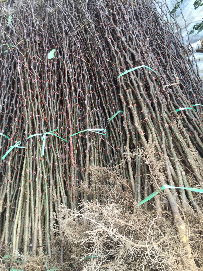 大红袍花椒苗品种纯正容易种植好成活