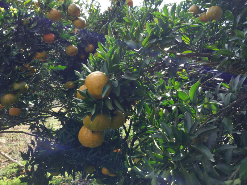 高海拔大量芦柑上市