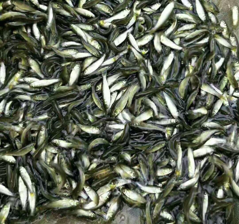 长期供应草鱼苗，四大家鱼苗，各种淡水鱼苗