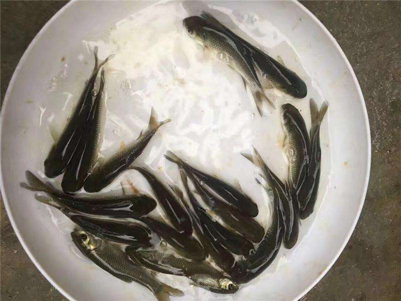 长期供应草鱼苗，四大家鱼苗，各种淡水鱼苗