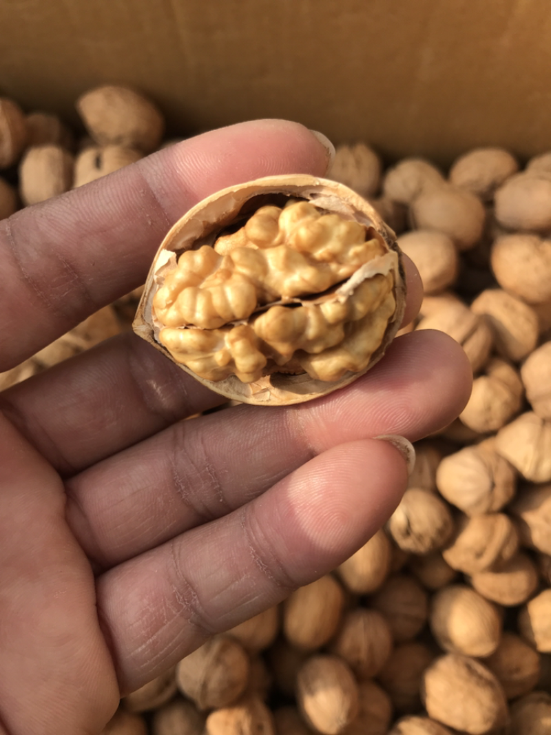 185纸皮核桃新疆纸皮核桃
