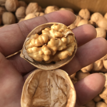 185纸皮核桃新疆纸皮核桃