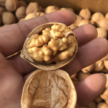 185纸皮核桃新疆纸皮核桃