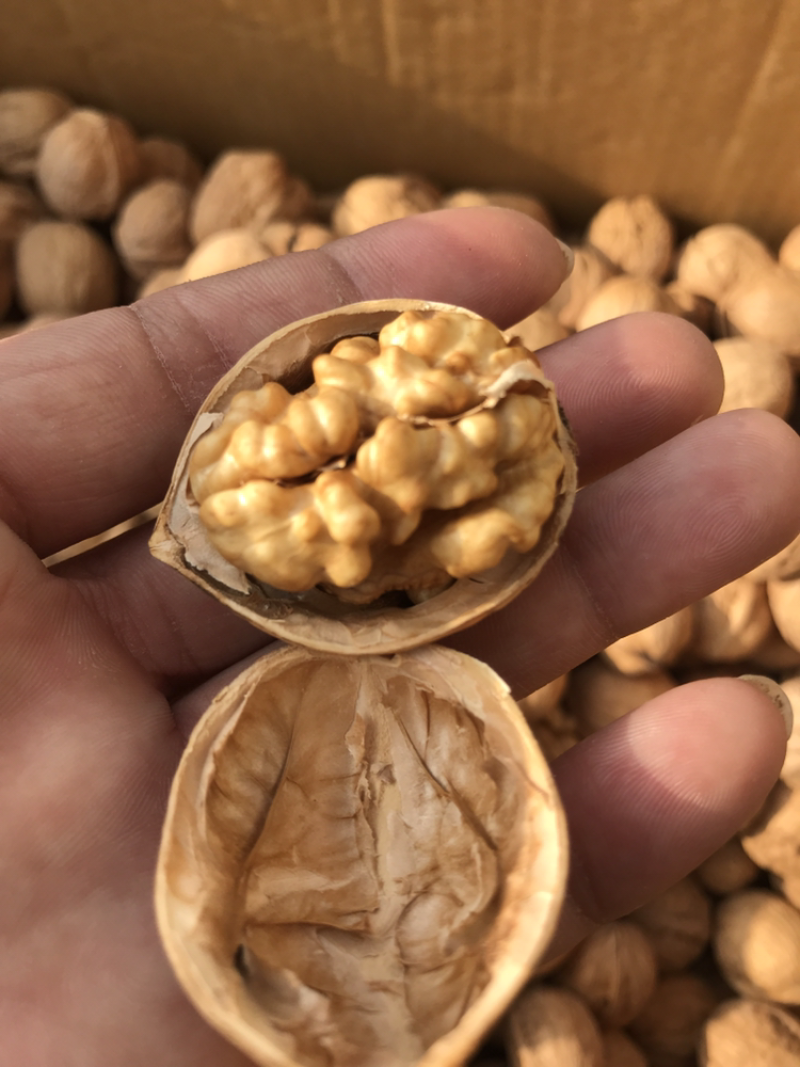 185纸皮核桃新疆纸皮核桃