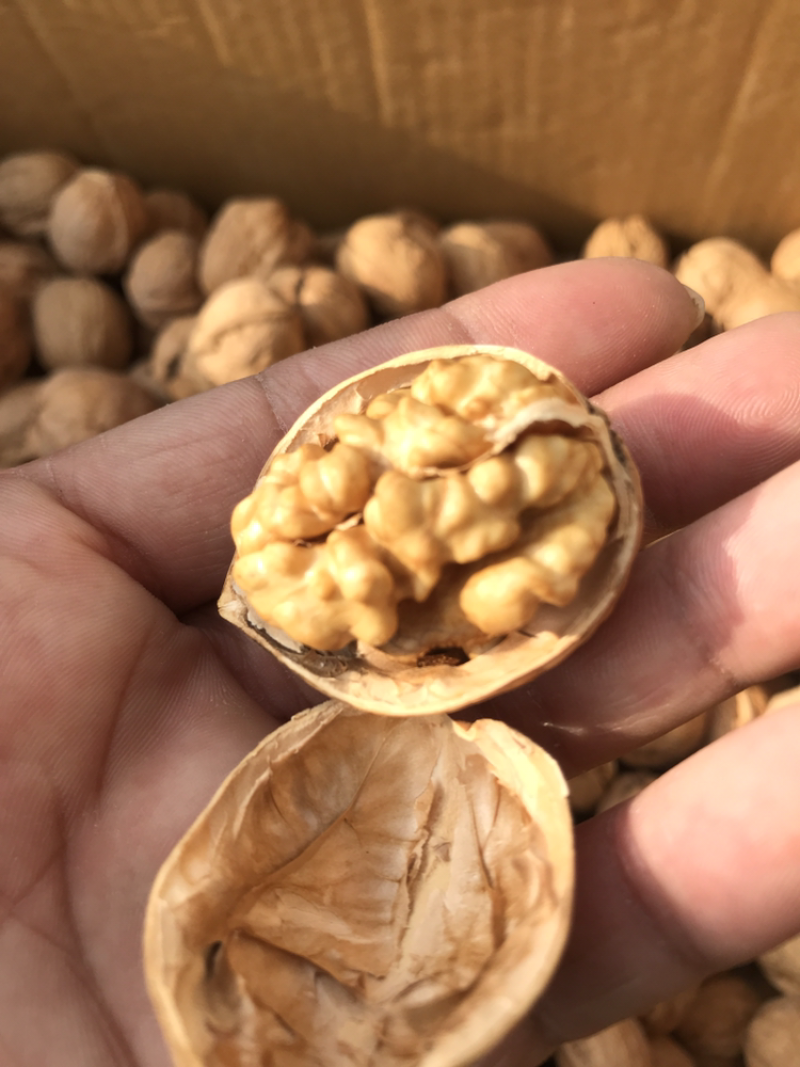 185纸皮核桃新疆纸皮核桃