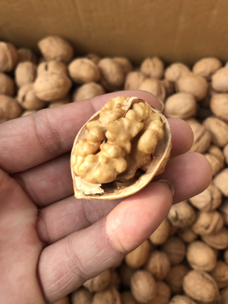 185纸皮核桃新疆纸皮核桃