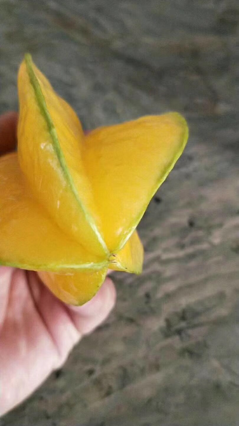 杨桃