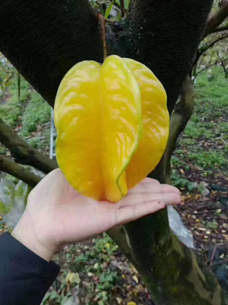 杨桃