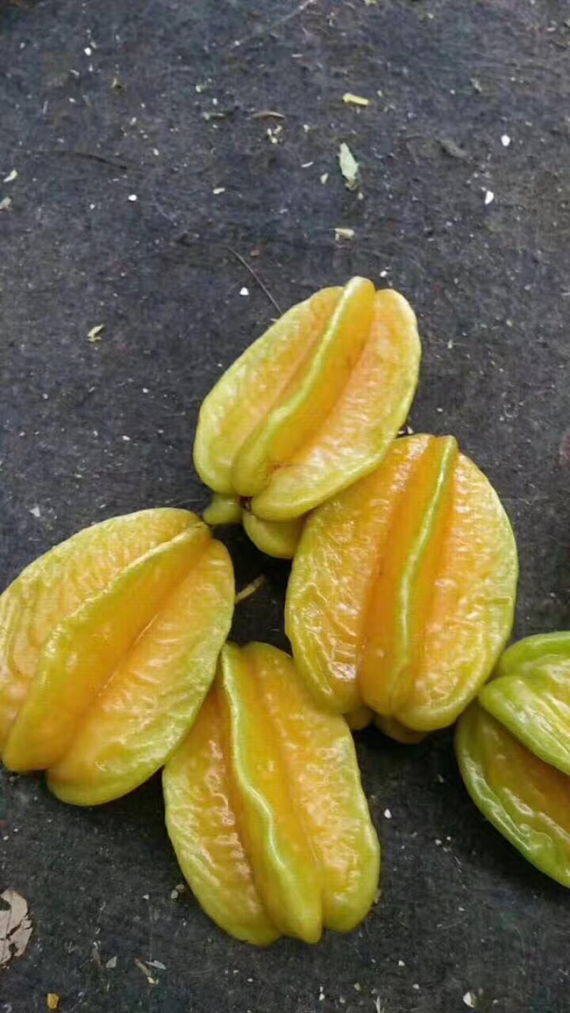杨桃