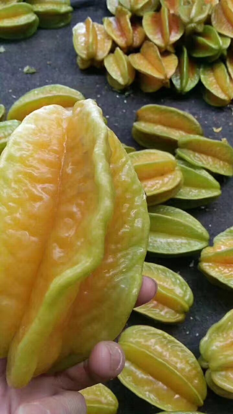 杨桃