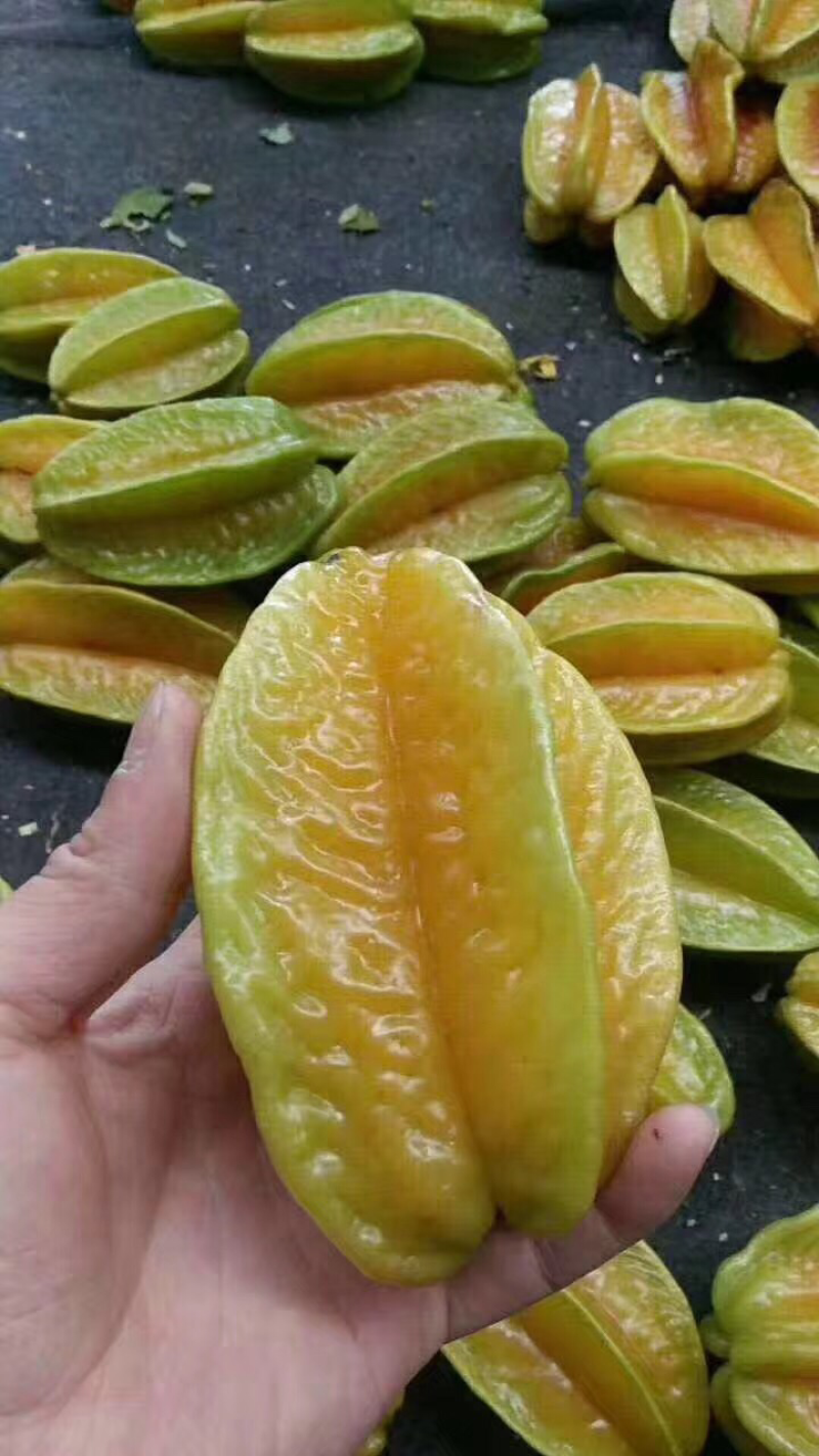 杨桃