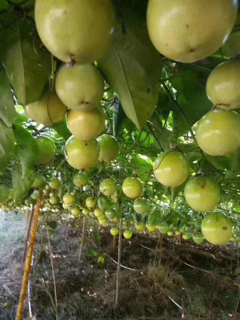 黄金百香果