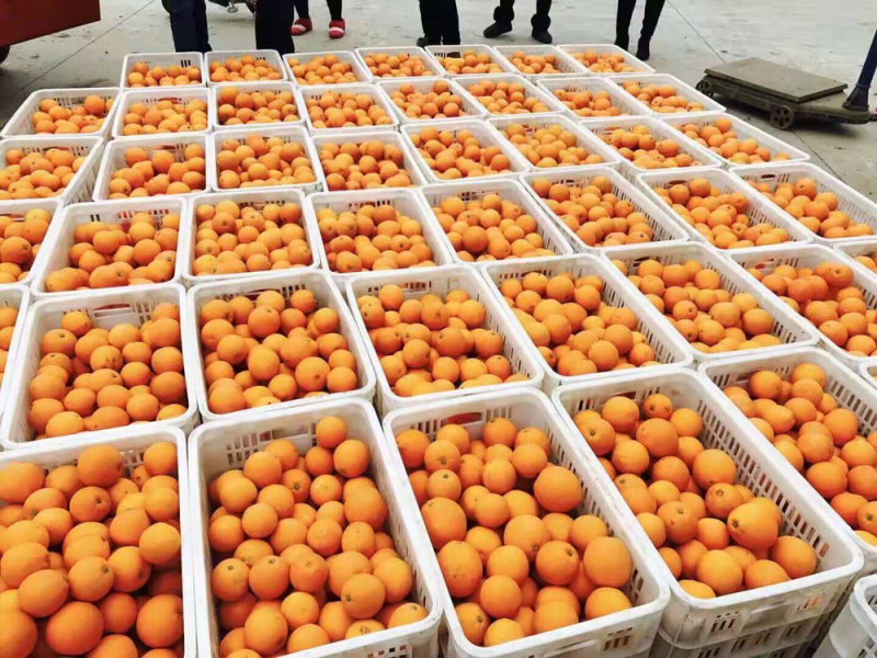 【基地直发】成都金堂三溪脐橙水分充足甜度高批发零售
