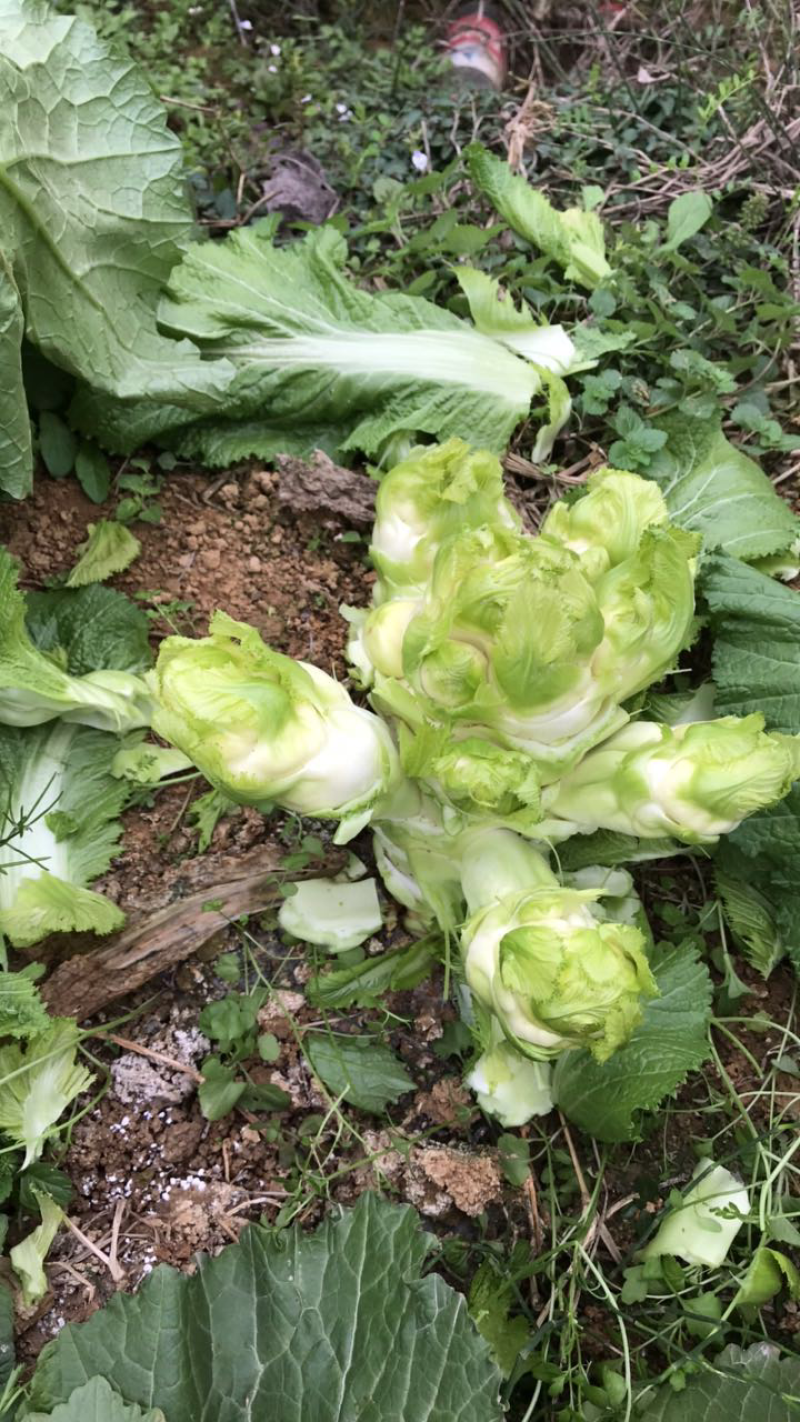 二菜