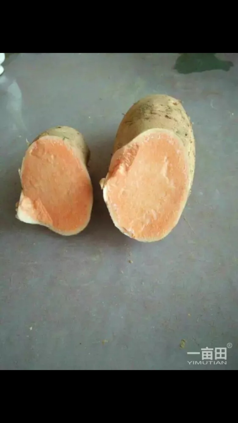 黄皮苏八红薯