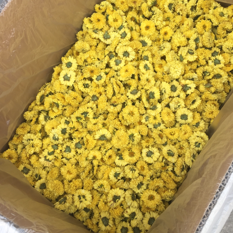 婺源皇菊