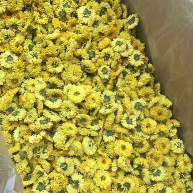 婺源皇菊