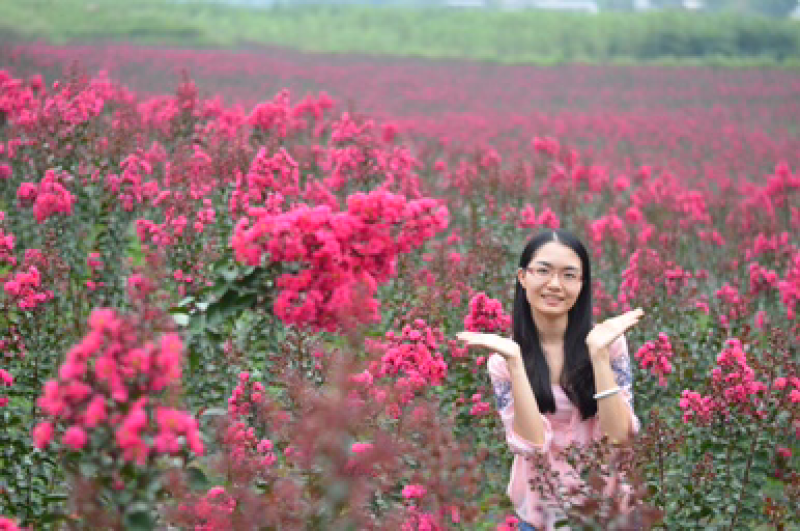 美国三红紫薇