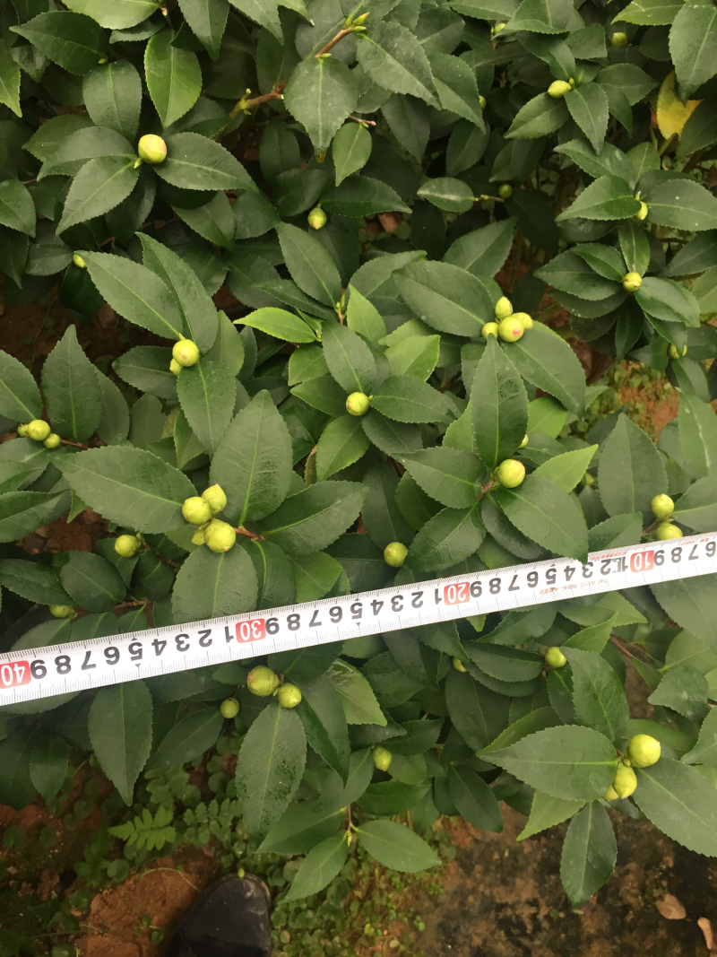 香茶花（烈香茶花）200杯香妃茶花盆栽花卉盆景