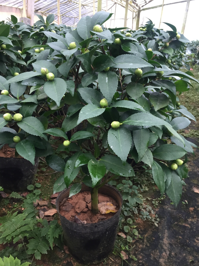 香茶花（烈香茶花）200杯香妃茶花盆栽花卉盆景