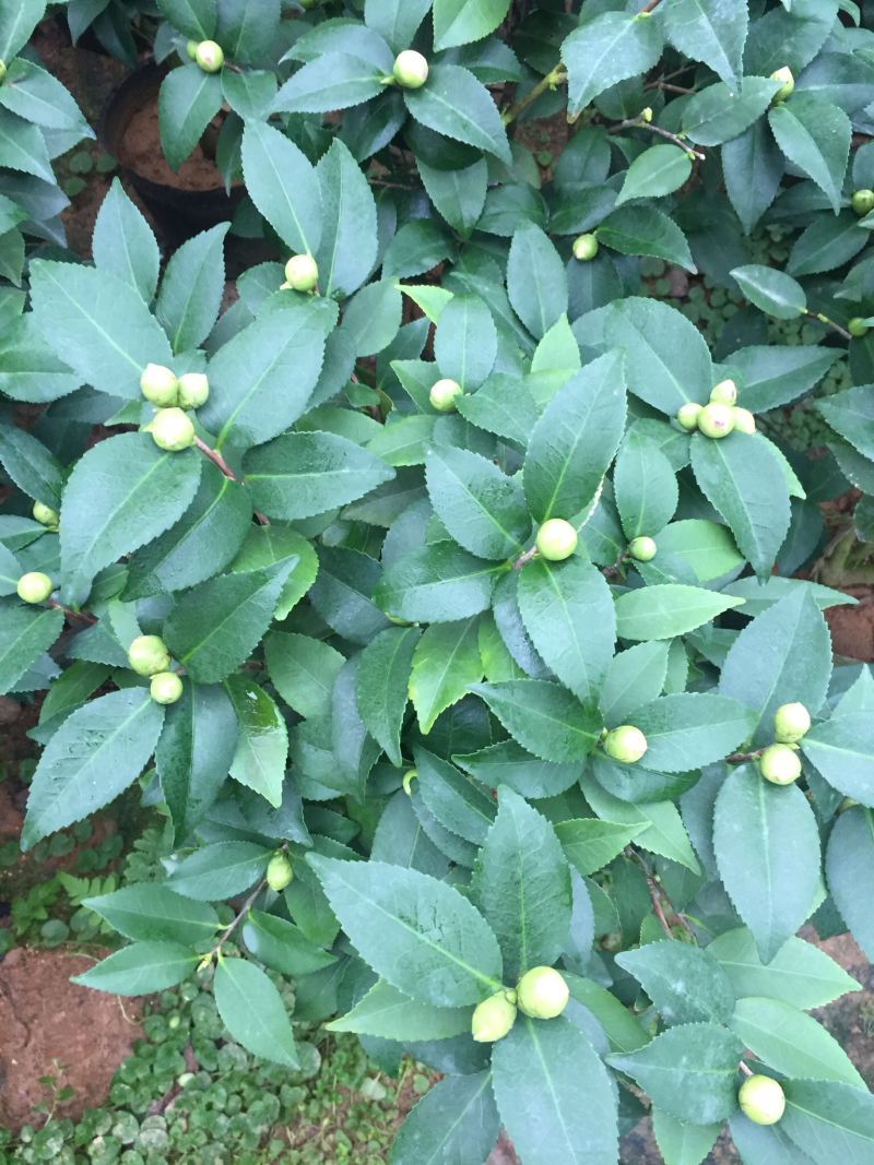香茶花（烈香茶花）200杯香妃茶花盆栽花卉盆景