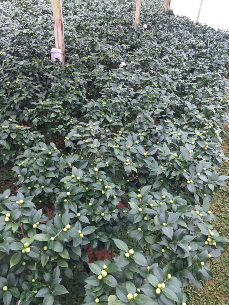 香茶花（烈香茶花）200杯香妃茶花盆栽花卉盆景