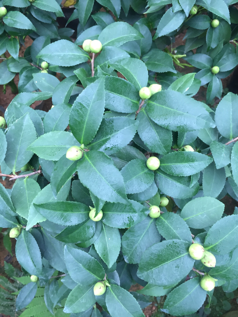 香茶花（烈香茶花）200杯香妃茶花盆栽花卉盆景