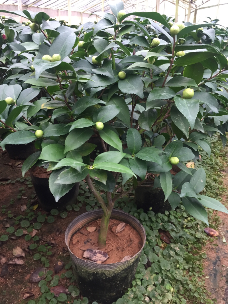 香茶花（烈香茶花）200杯香妃茶花盆栽花卉盆景