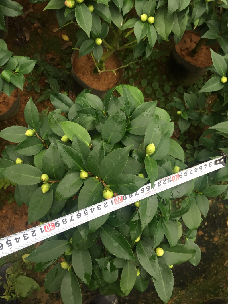 香茶花（烈香茶花）200杯香妃茶花盆栽花卉盆景