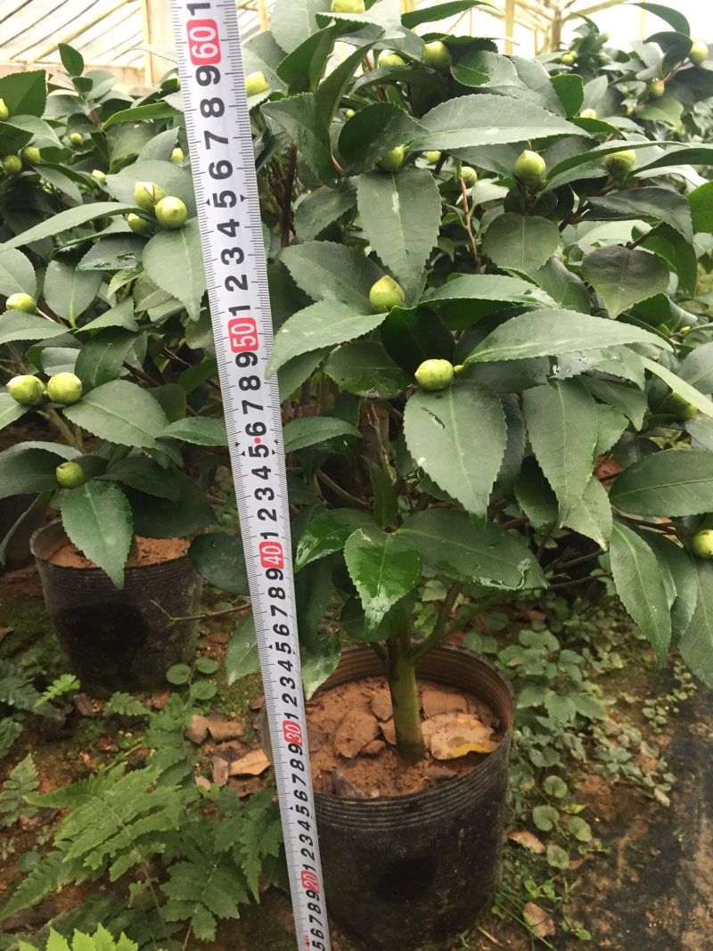 香茶花（烈香茶花）200杯香妃茶花盆栽花卉盆景