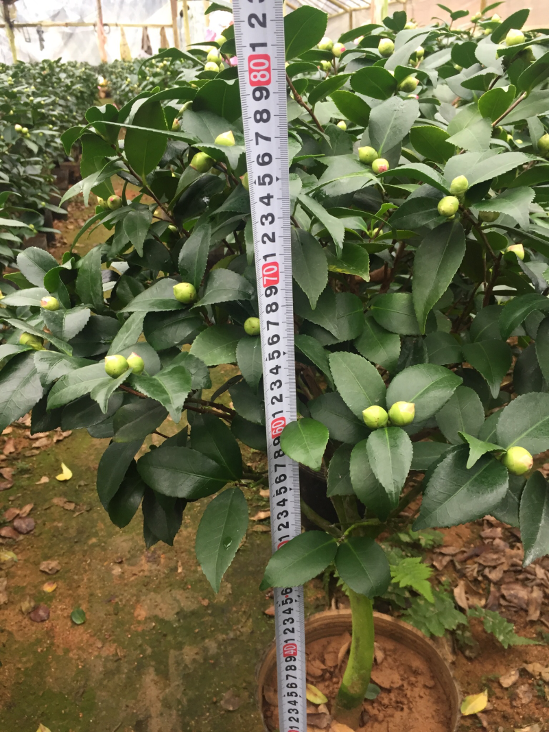 香茶花（烈香茶花）230杯盆栽花卉植物带香味基地直销