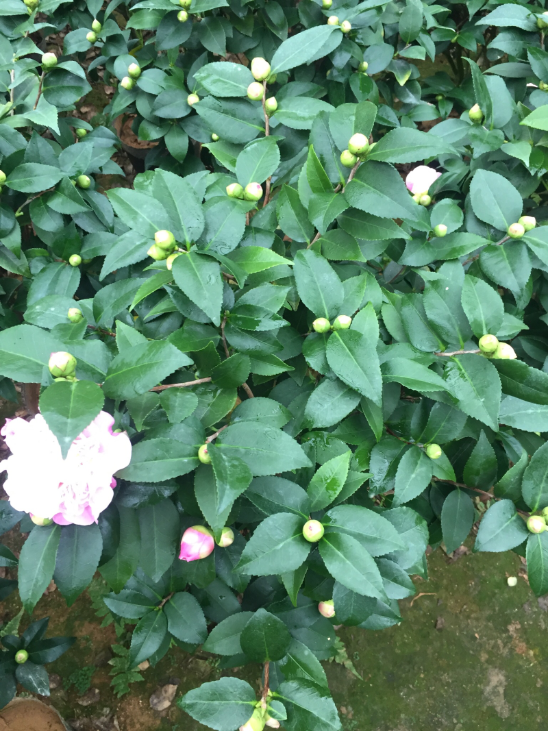 香茶花（烈香茶花）230杯盆栽花卉植物带香味基地直销