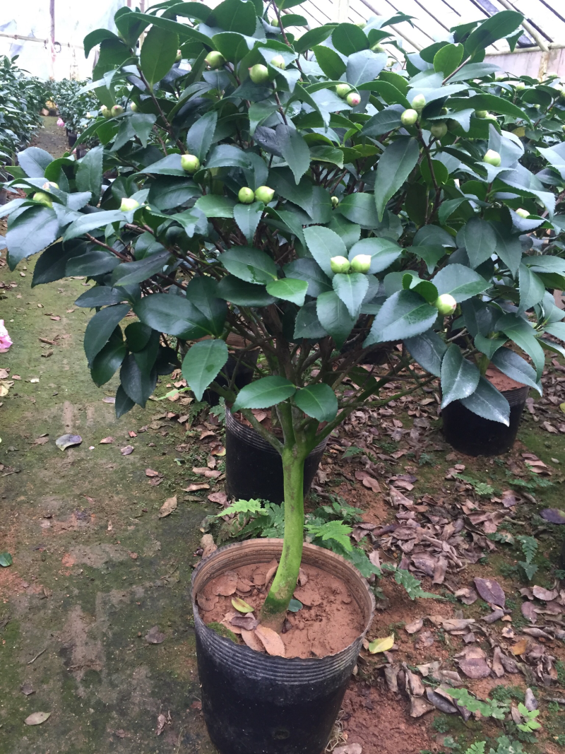 香茶花（烈香茶花）230杯盆栽花卉植物带香味基地直销