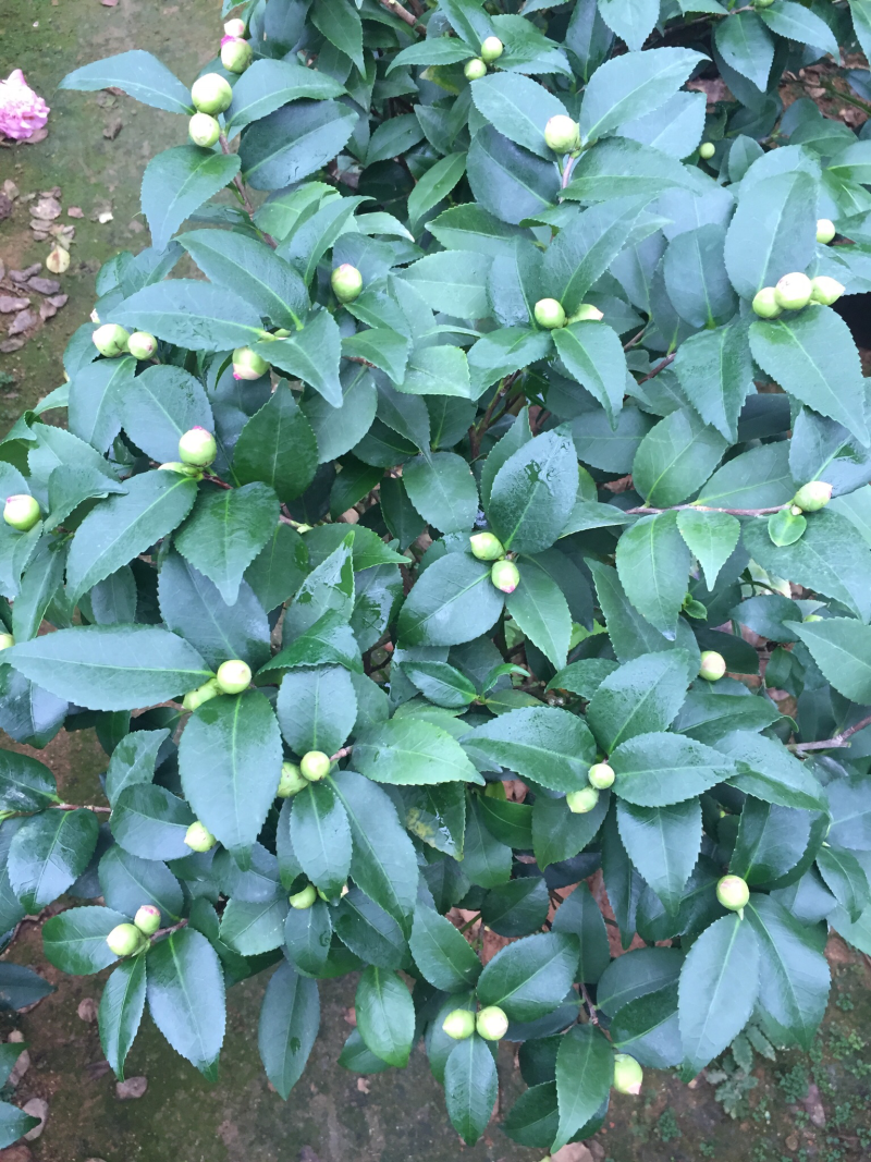 香茶花（烈香茶花）230杯盆栽花卉植物带香味基地直销