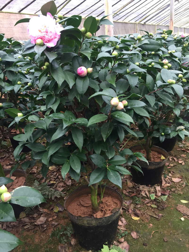 香茶花（烈香茶花）230杯盆栽花卉植物带香味基地直销