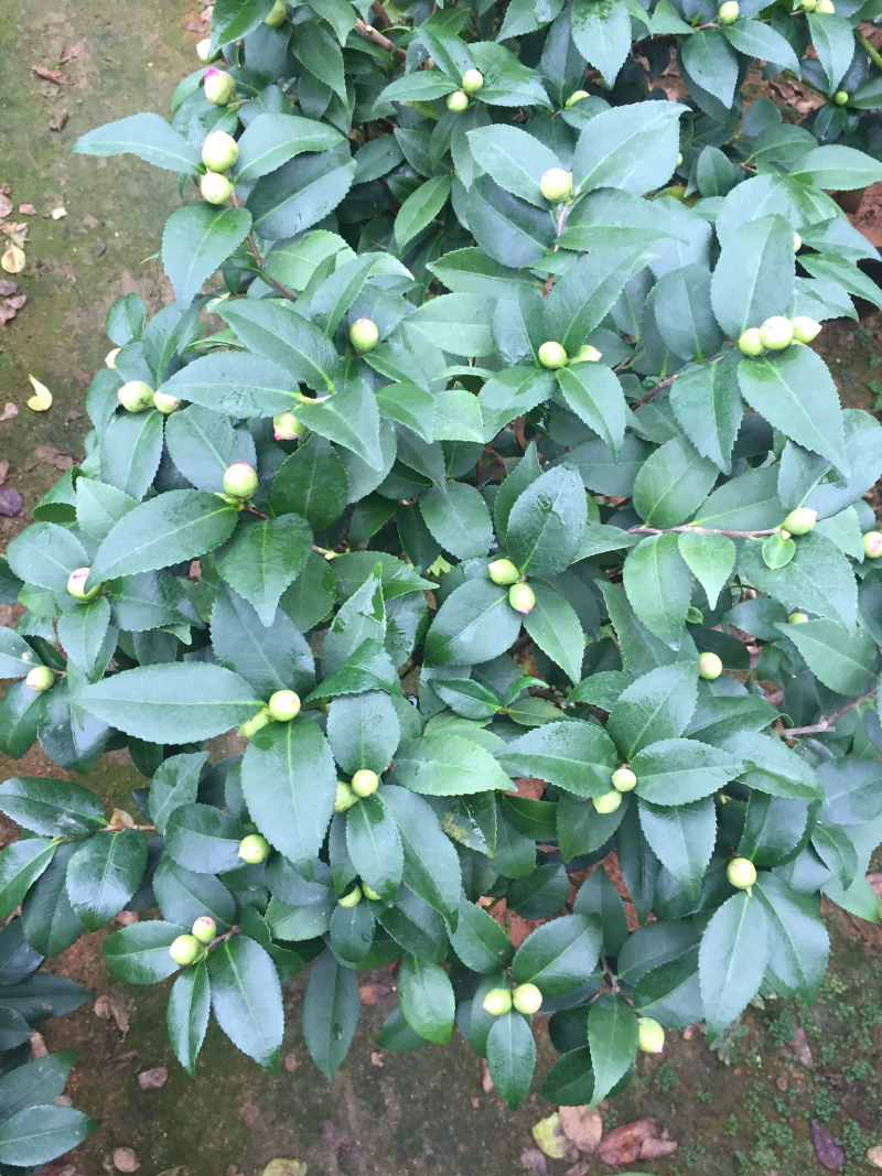 香茶花（烈香茶花）230杯盆栽花卉植物带香味基地直销