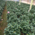 香茶花（烈香茶花）230杯盆栽花卉植物带香味基地直销
