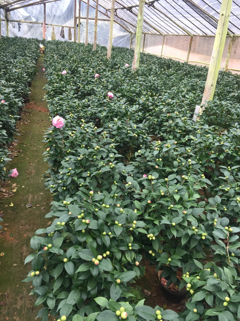 香茶花（烈香茶花）230杯盆栽花卉植物带香味基地直销