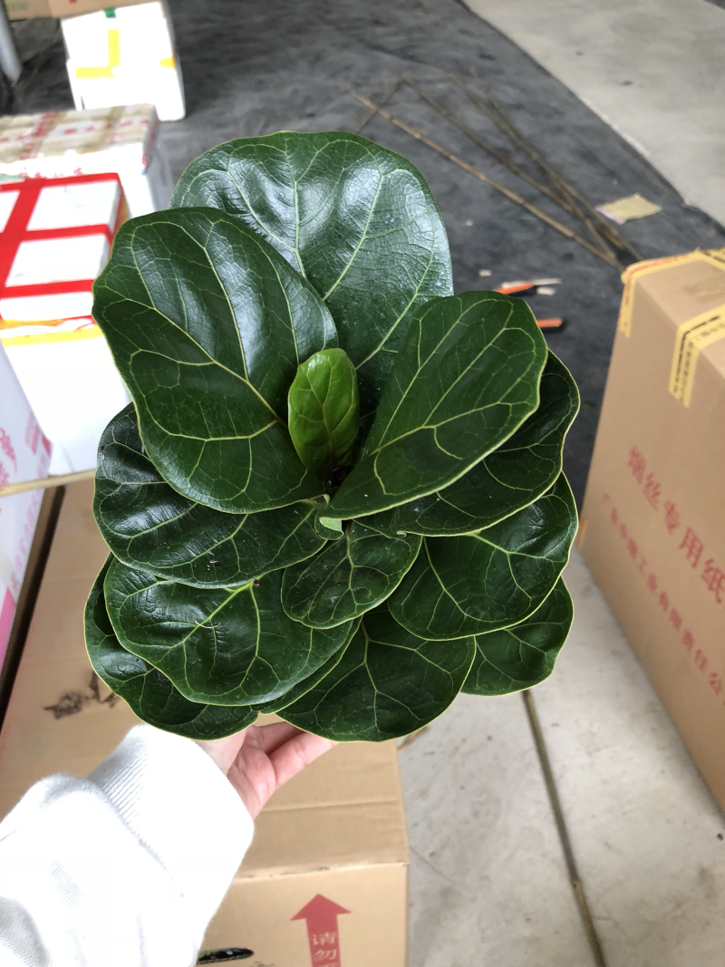 小盆栽-120琴叶榕