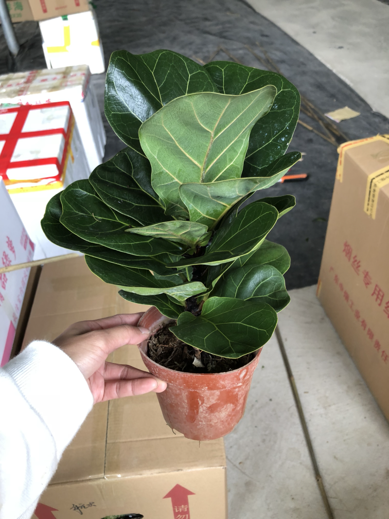 小盆栽-120琴叶榕