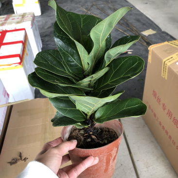 小盆栽-120琴叶榕