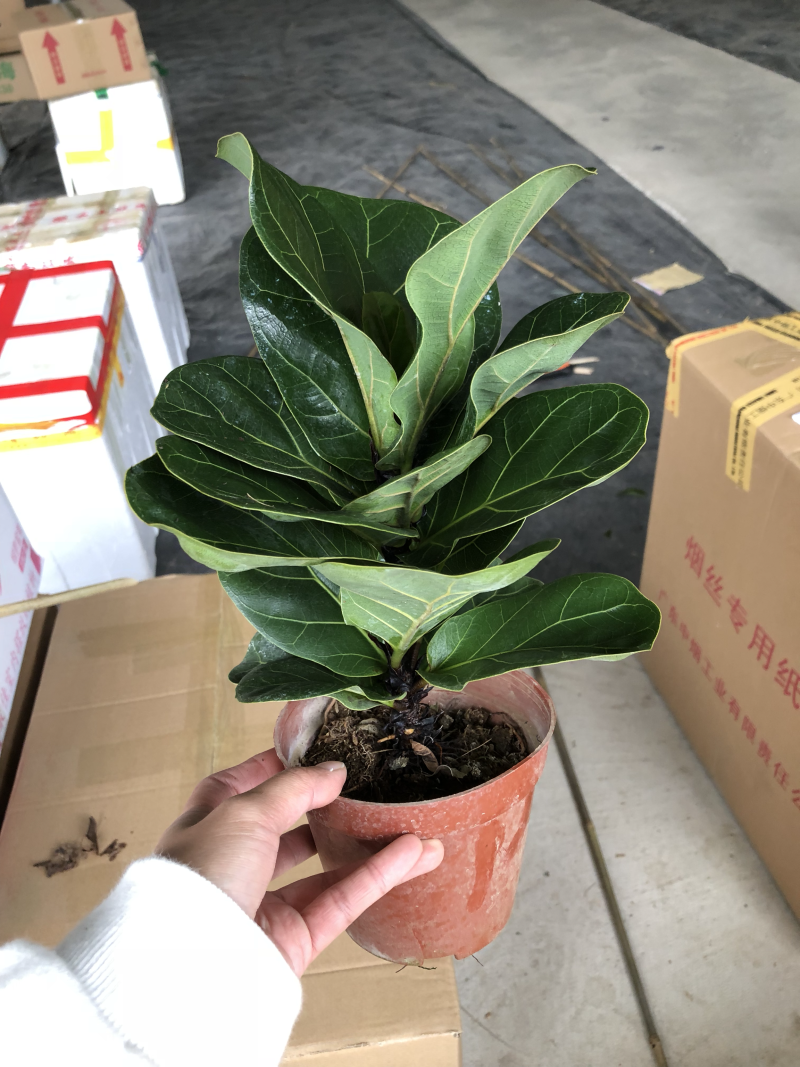 小盆栽-120琴叶榕
