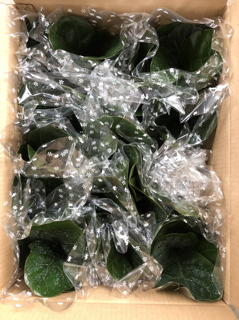 小盆栽-120琴叶榕