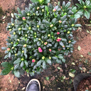 玫红杜鹃花