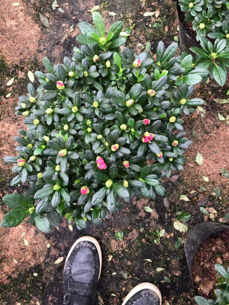 玫红杜鹃花