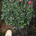 玫红杜鹃花