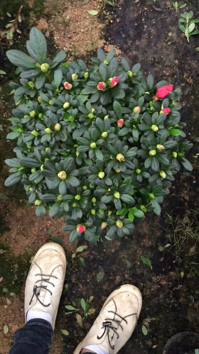 玫红杜鹃花