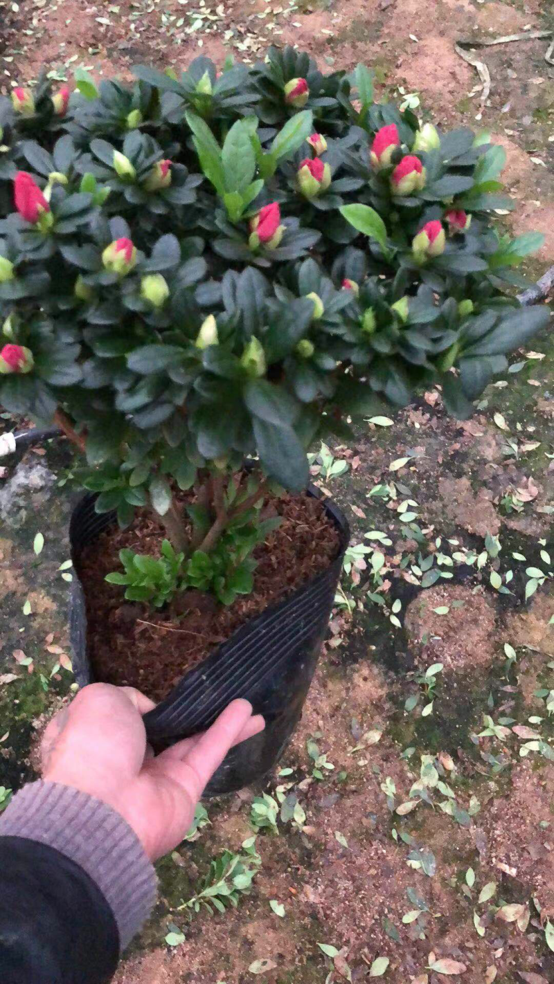 玫红杜鹃花